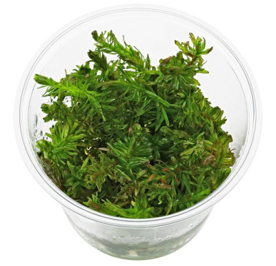 Ротала макрандра Mexicana Bangladesh (меристемное растени)